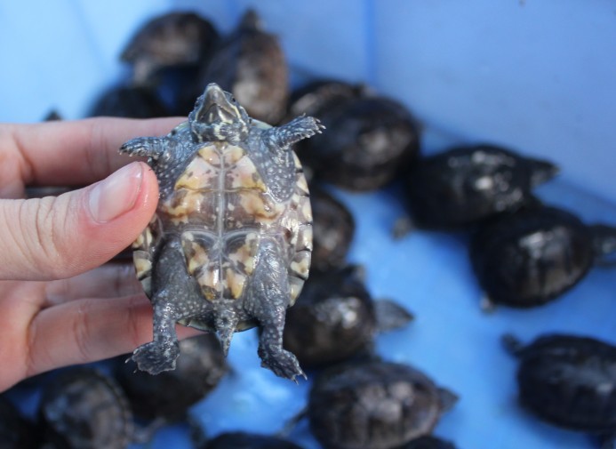 麝香蛋龟麝香龟苗蛋龟深水龟宠物龟背甲46cm左右