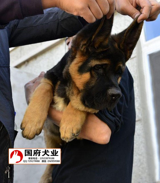 锦州德牧价格国府犬舍小德牧出售