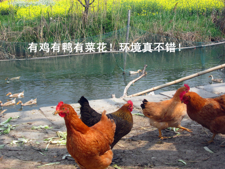 厂家成品鸡散养土鸡青年鸡黄土鸡按斤卖
