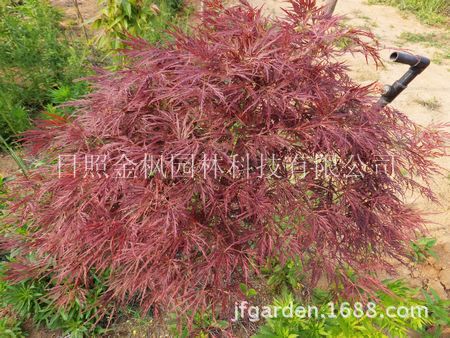 日本红枫绯红皇后