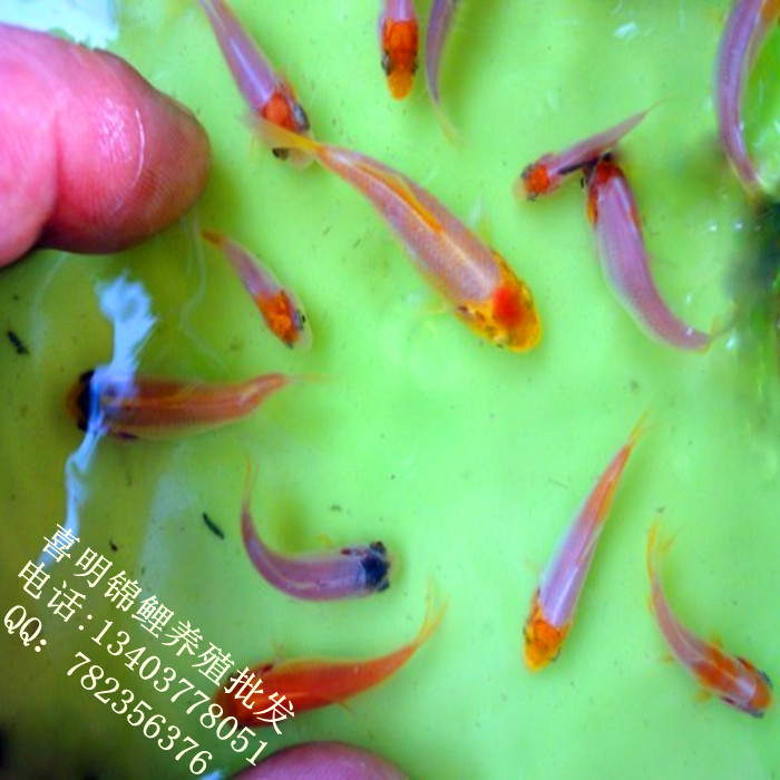 锦鲤小苗5