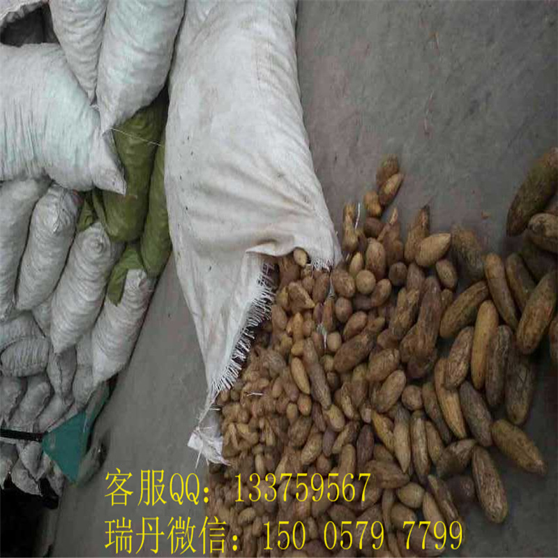 千眼菩提40年开花结果,结果之后其树很容易枯萎,其籽非常难打磨,所以