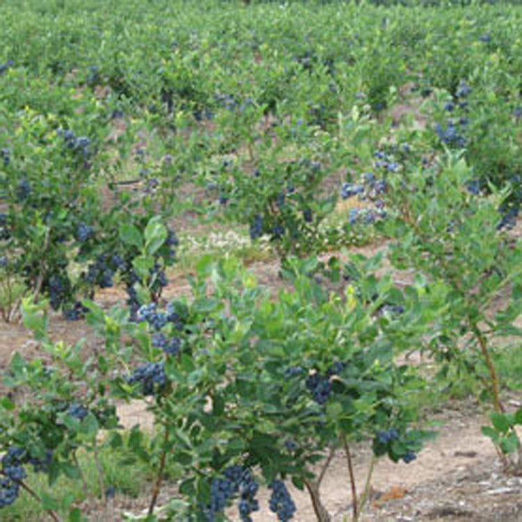 批发蓝莓苗 北高从系列蓝莓树苗 蓝丰蓝莓 3年蓝莓苗 北方果树苗图片