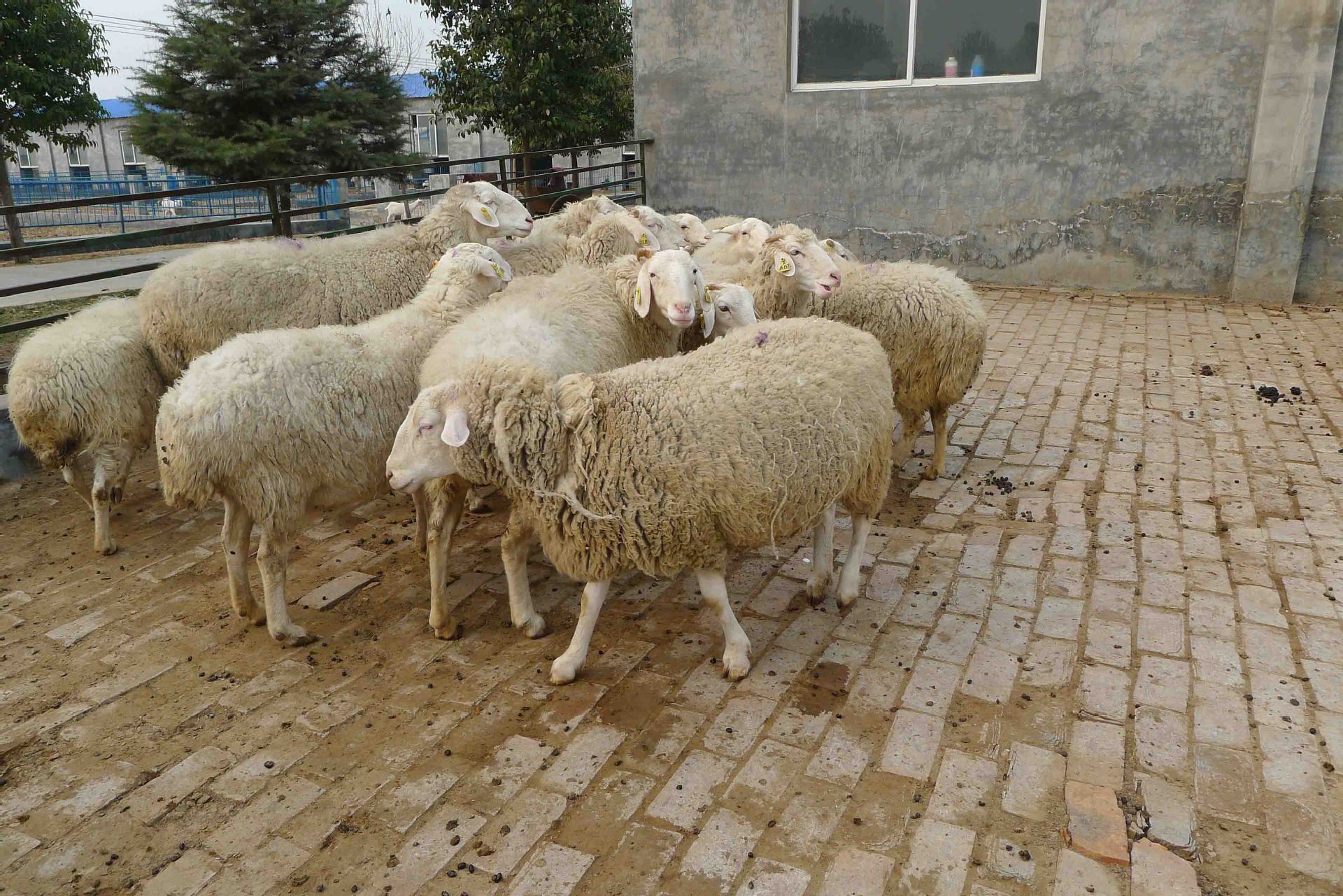 【农民致富好帮手】应举种羊场供应优良种羊