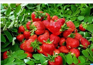 草莓