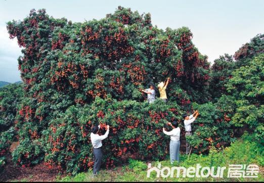 农厂直销荔枝 龙眼 妃子笑 果园预售期,本地有产业链共10万亩