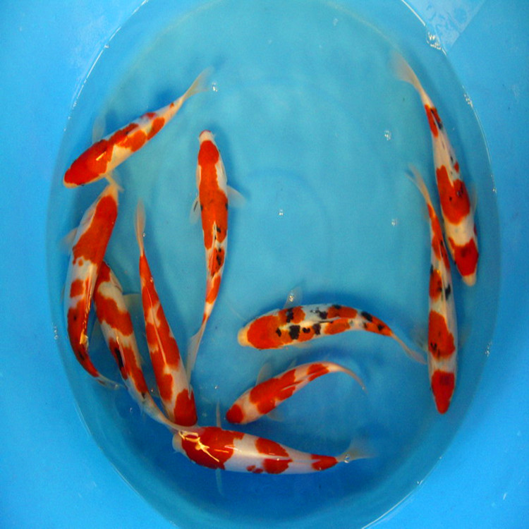 锦鲤鱼苗8