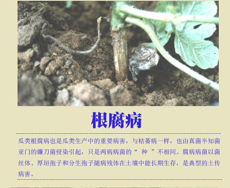 农药制剂 治疗西瓜甜瓜枯萎病蔓枯病炭疽病疫病立枯病根腐病