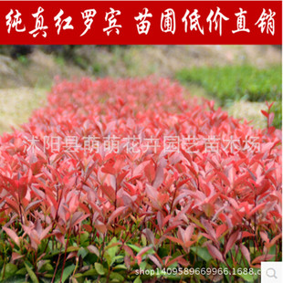批发庭院绿化灌木 植物树苗 红叶石楠苗 纯正红罗宾 量大从优