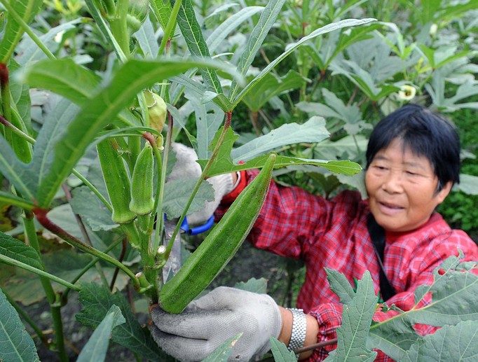 蔬菜种子 黄秋葵种子 补肾菜 黄葵 日本进口品种高产质优收获期长