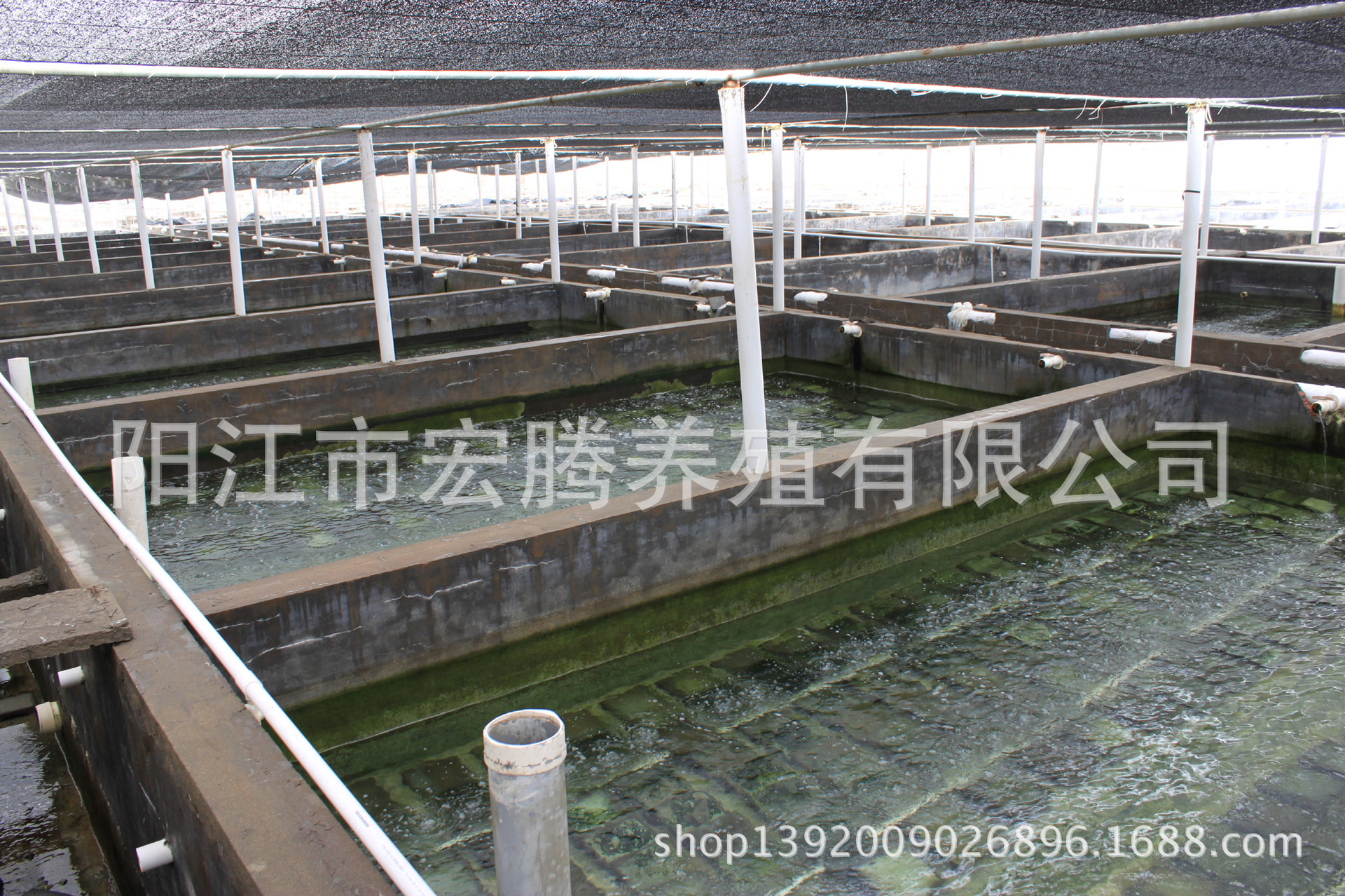 鲍鱼养殖
