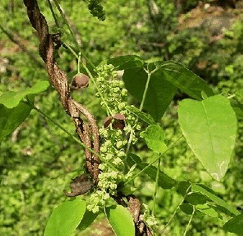 拉丁名 akebia trifoliata 别名:八月炸,三叶拿绳 化学成分