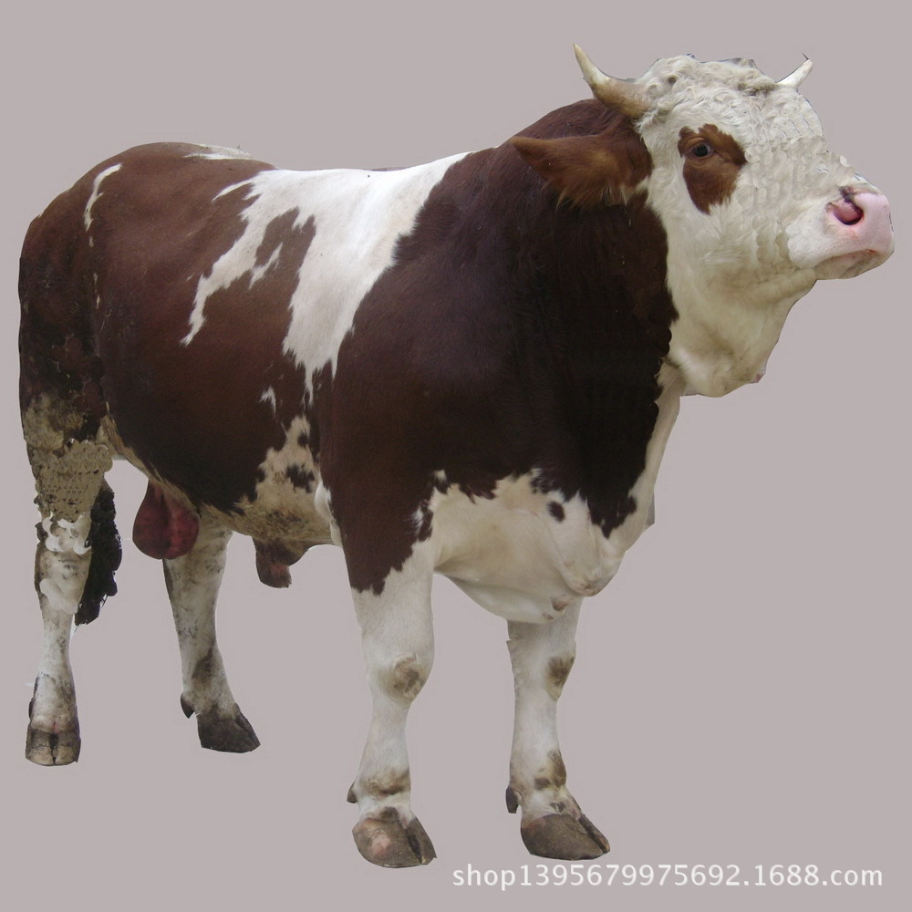 浙江肉牛养殖场特价出售西门塔尔牛牛犊种牛鲁西黄牛价格