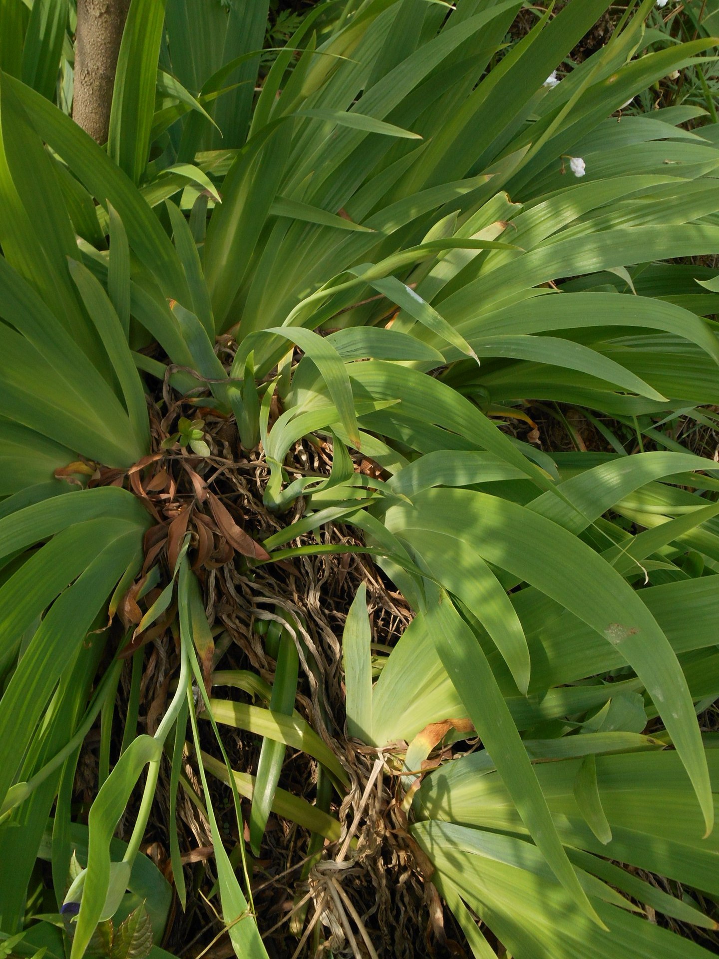又名:蓝蝴蝶,紫蝴蝶,扁竹花等,属百合目,鸢尾科多年生草本,根状茎