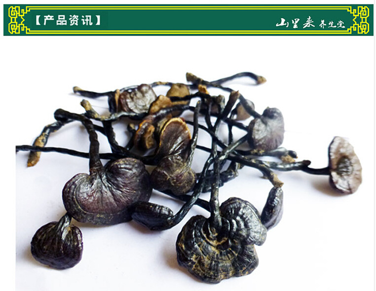 山里来 产地直销云南野生竹灵芝 长腿灵芝紫灵芝 批发野生竹芝