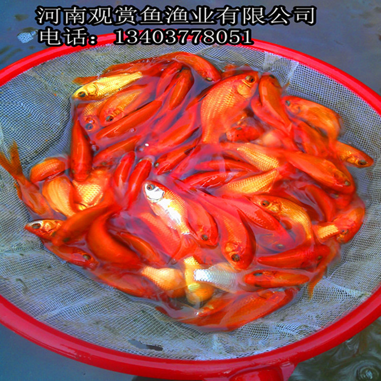 长尾小红鲫鱼
