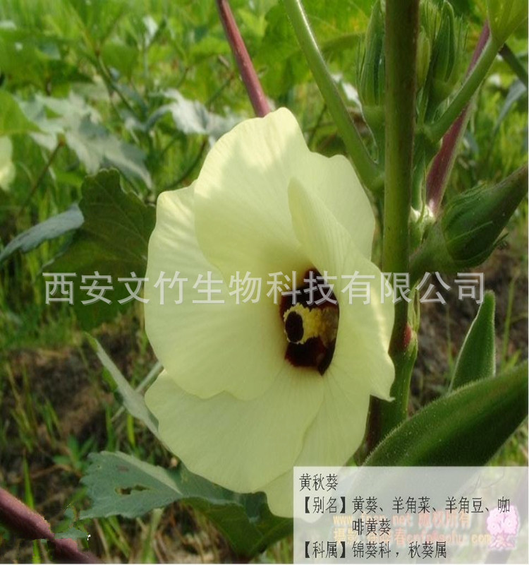 羊角豆,补肾草,黄葵,咖啡黄葵 产品来源:锦葵科植物黄蜀葵的果实 产品