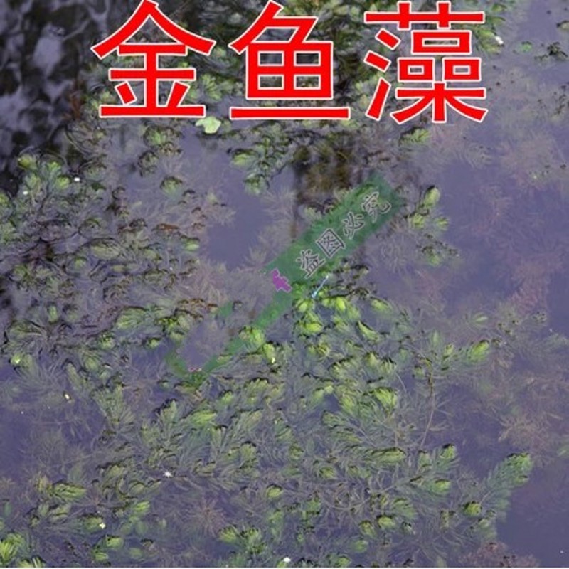 Семена Grass carp in pond aquaculture on lobster and crab grass seed pool round Ye Heizao Cao Potamogeton, Elodea nuttallii Myriophyllum Ye Heizao , nuttallii Семена Grass carp in pond aquaculture on lobster and crab grass seed pool round Ye Heizao Cao Potamogeton, Elodea nuttallii Myriophyllum Ye Heizao , nuttallii