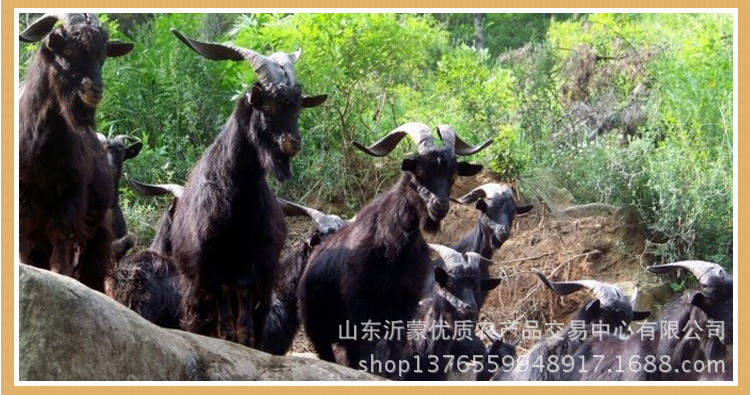 全羊肉汤1_09