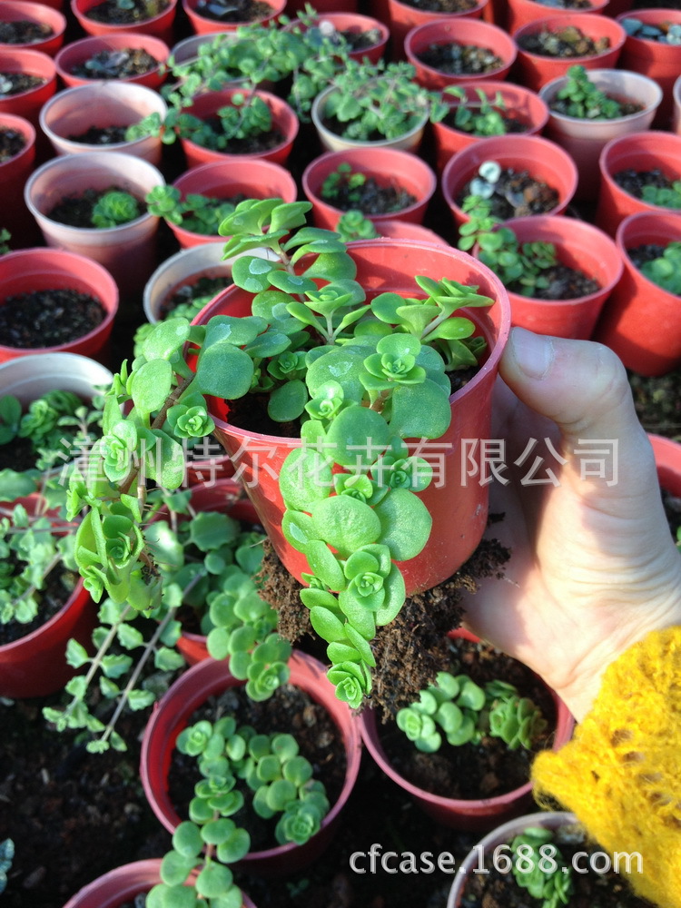 景天科 多肉植物 钱多多