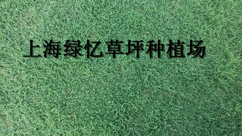 上海绿忆草坪种植场