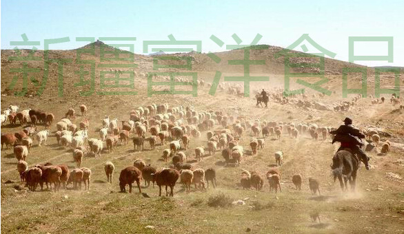 阿勒泰大尾羊        逐草而居,千百年的放牧惯,纯正原始态