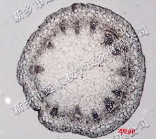 蕨原叶体幼孢子体装片-植物切片,生物切片,教学切片