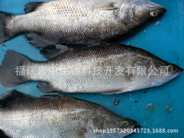 金目冠 金目鲈鱼 厂家直销 冷冻海产品批发 海鲜大礼包深海鱼类