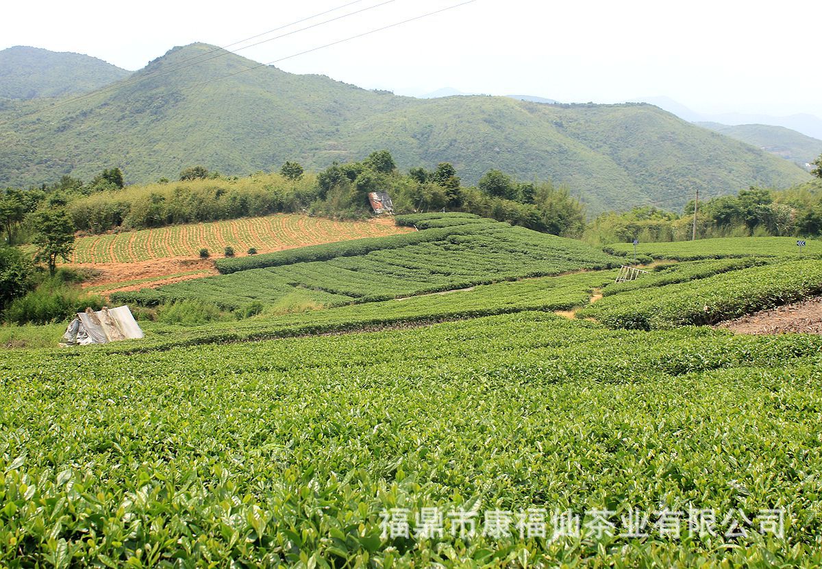 中国福建省福鼎市康福仙茶业有限公司-福鼎白茶高山生态茶园基地展示