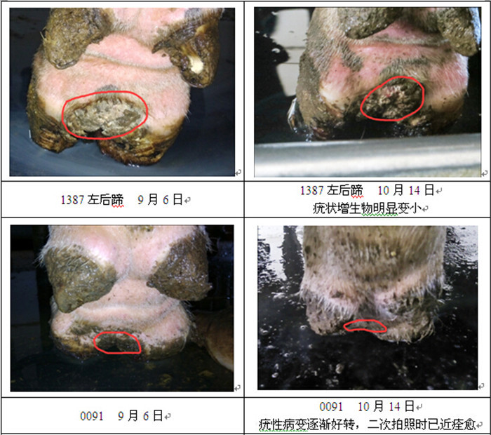 通过对比可以看出,此次检查时,牛蹄的疣型增生物明显减小,牧场兽医