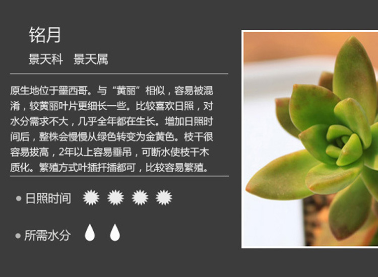 批发多肉植物【铭月】 基地直销 出售各种仙人多肉 量