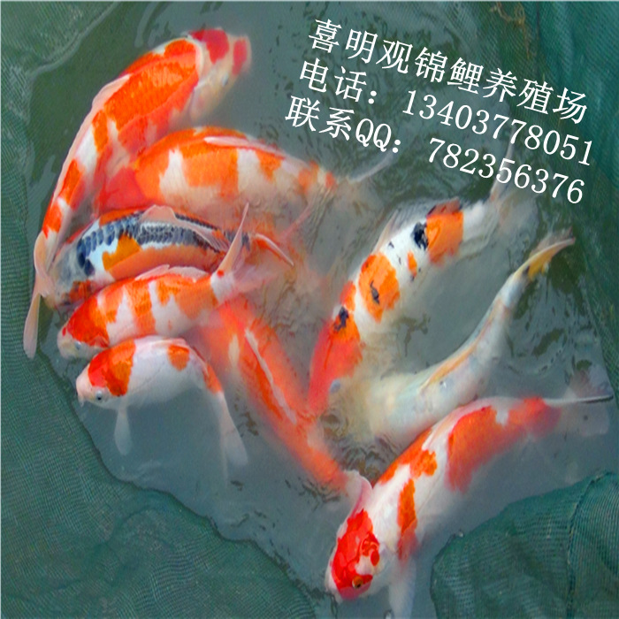 渔场锦鲤鱼16