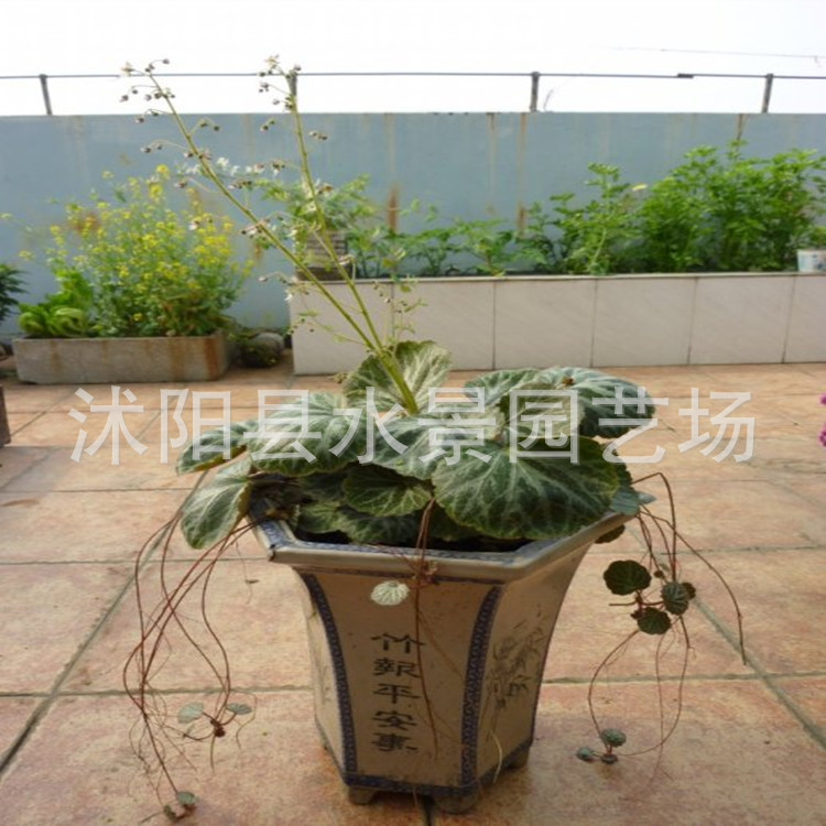 供应虎耳草 金丝荷叶,耳朵红 老虎草 观赏草 水景园艺承销