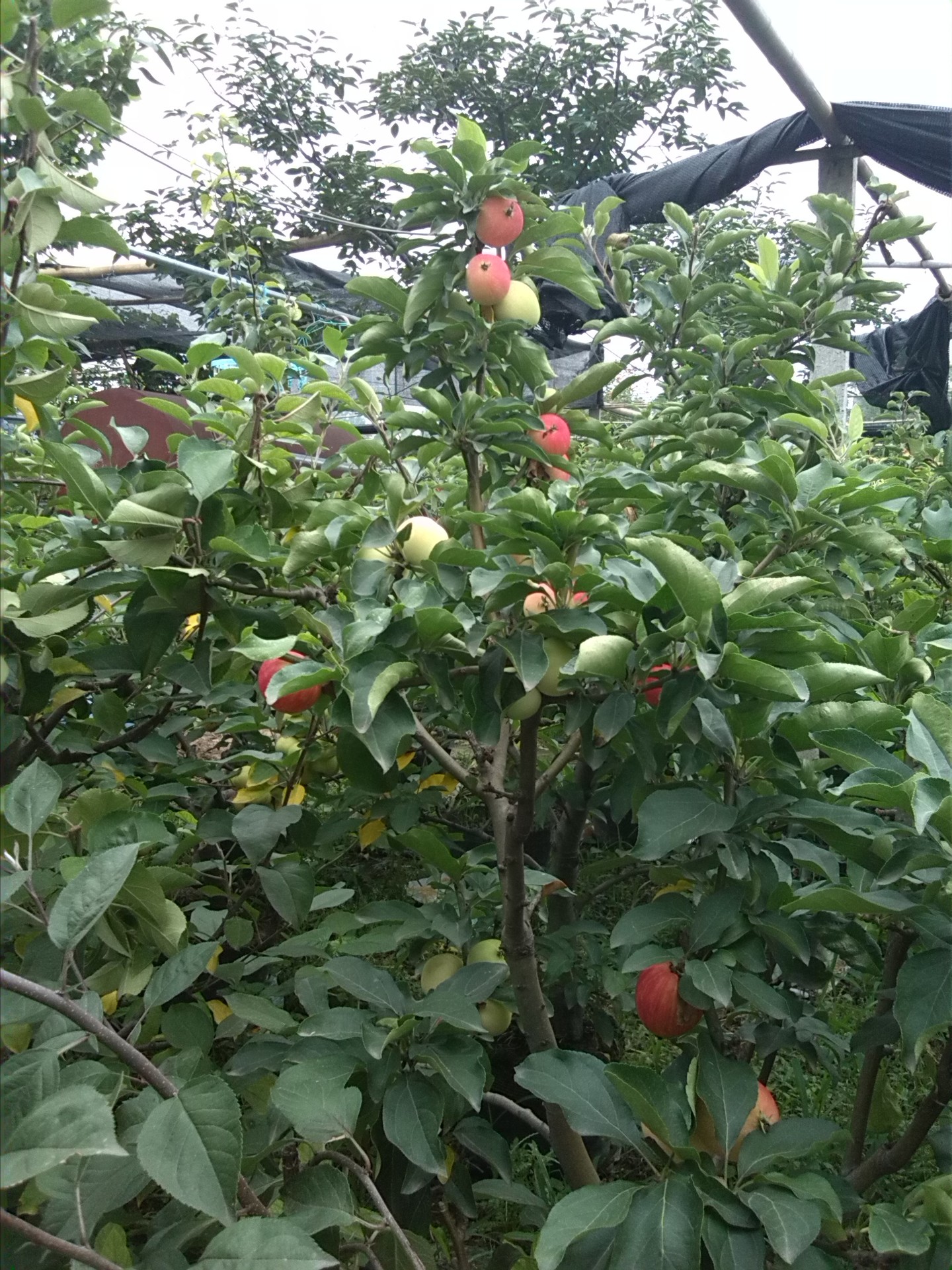 供黄金果苹果树,早红霞苹果盆景,七月天仙苹果苗,沙果苹果苗