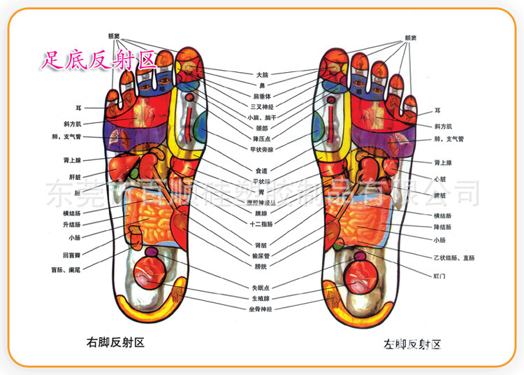 小圆柱体刺激脚底众多与身体各器官相对应的穴位,可改善脚部的微循环