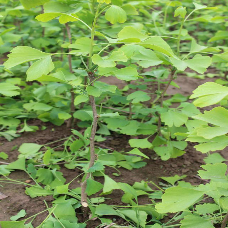 种植场基地 供应大量低价银杏.