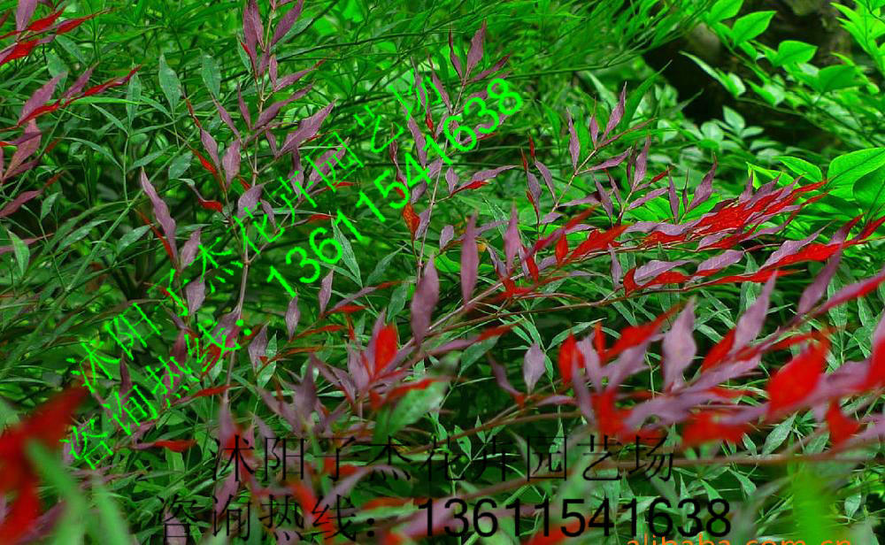 特价,南天竹,红天竹,庭院,阳台可盆栽,观叶植物,花卉