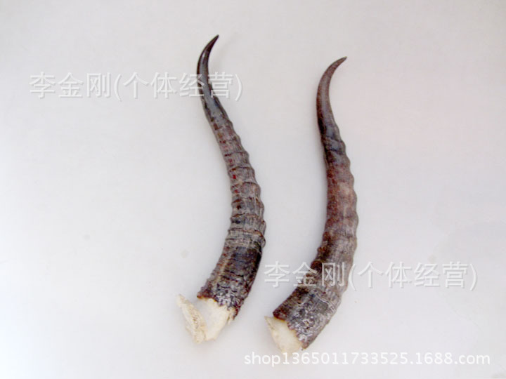 供应天然防藏羚羊羊角 摆件 辟邪驱邪民间古玩收藏批发