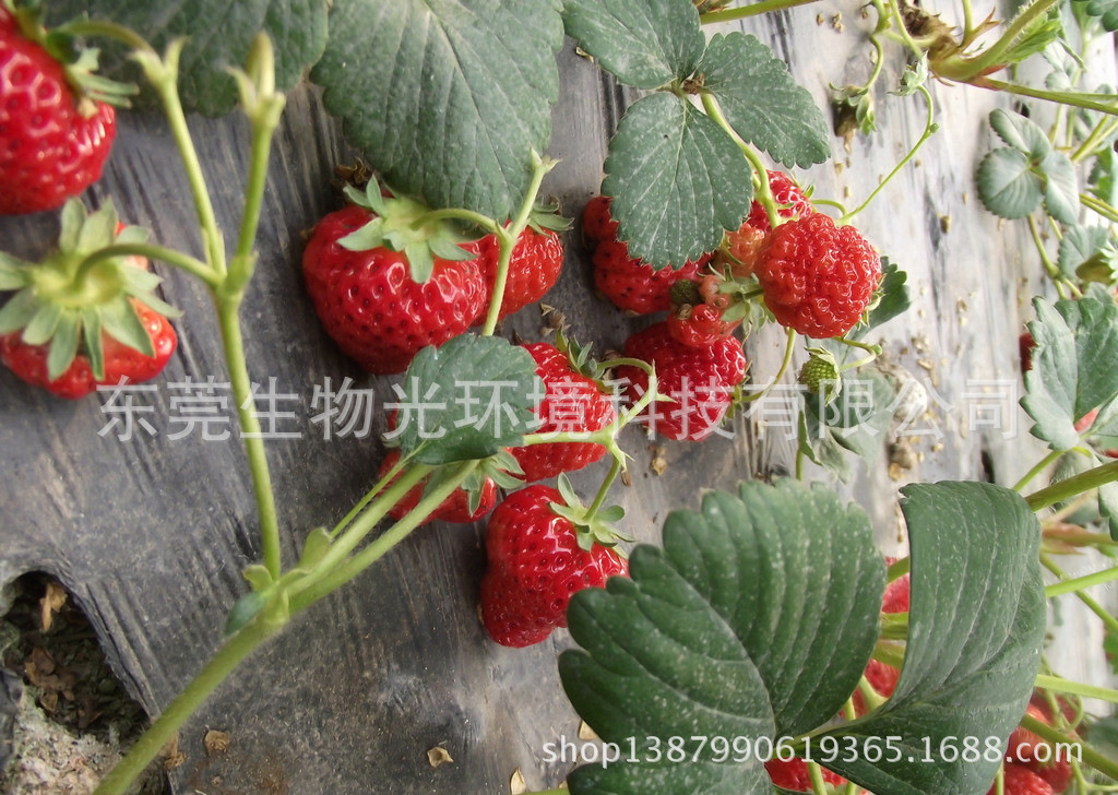 大棚草莓