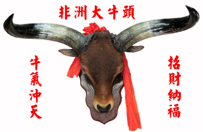 图腾摆件批发 神牛角品牌非洲角牦牛头架 酒店玄关装饰牛角摆件