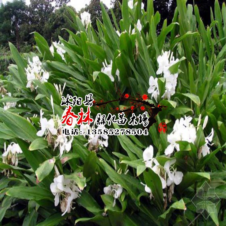 供水生植物 姜花 又名野姜花 别称 蝴蝶姜 穗花山奈 蝴蝶花
