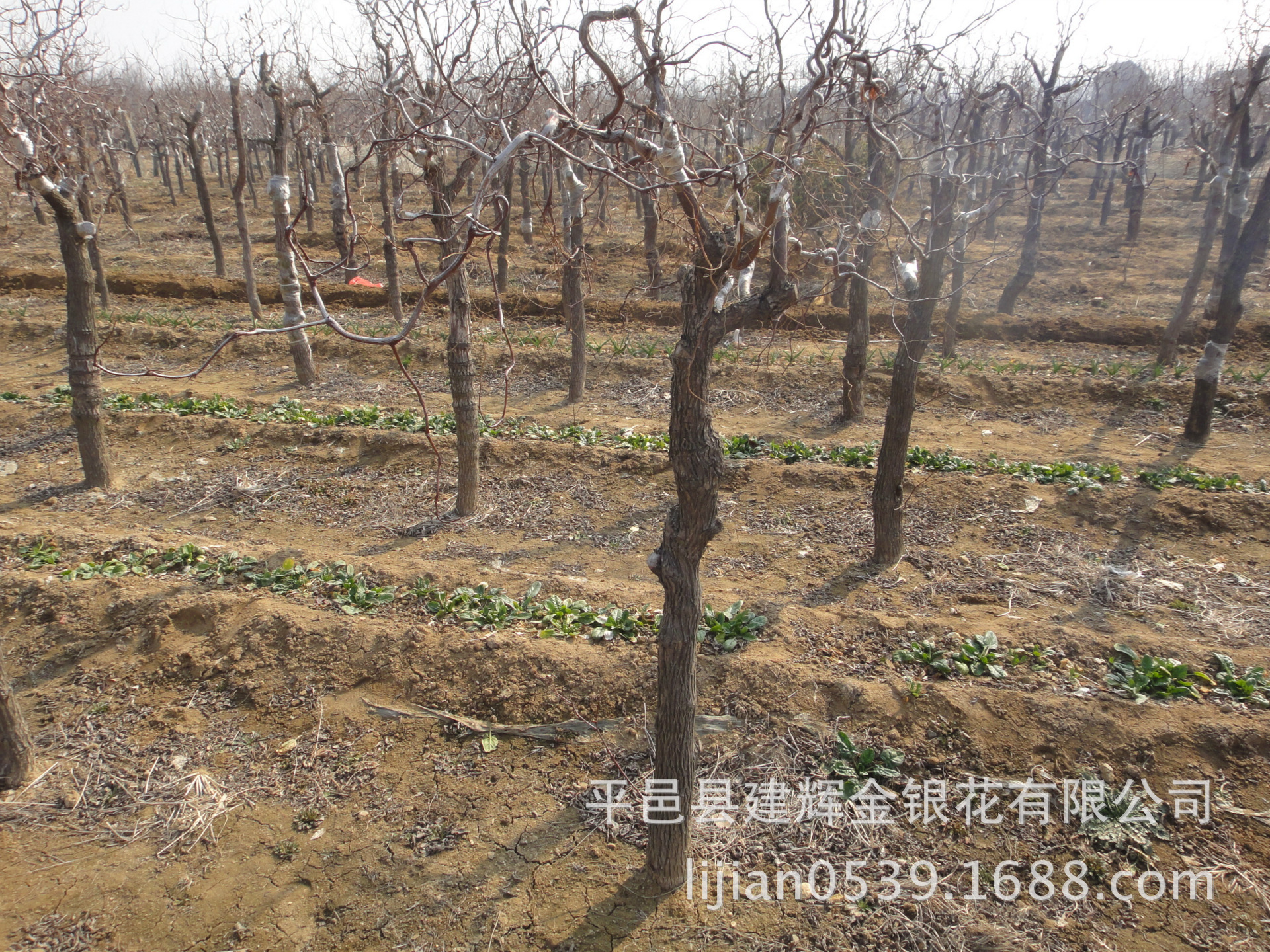 龙须枣 盘龙枣 冬枣 早脆王 蜜枣 枣苗 枣树苗