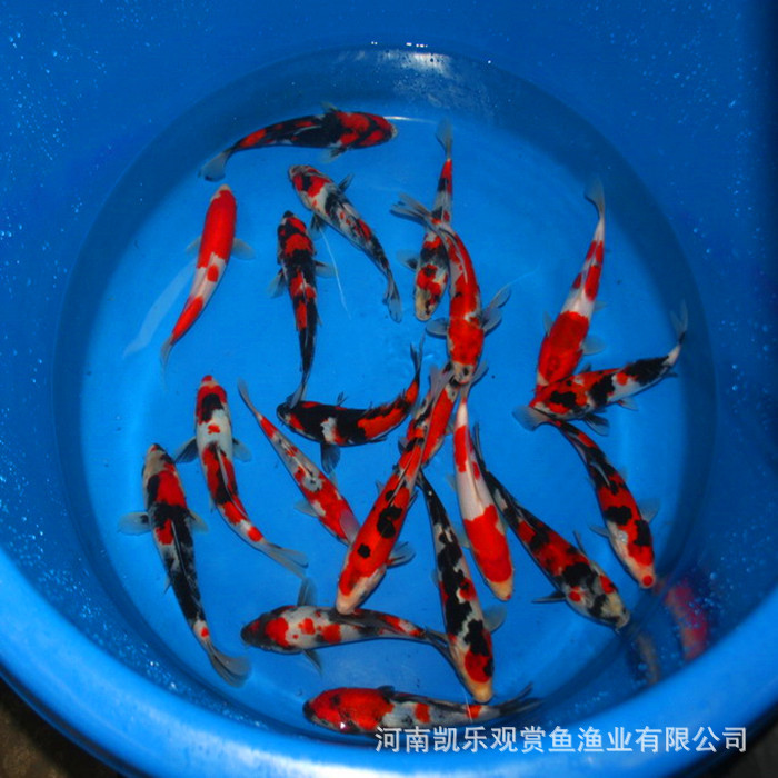 锦鲤鱼苗1