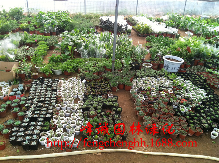 江苏省沭阳县峰诚园林苗木场座落于中国花木之乡------沭阳县新河镇