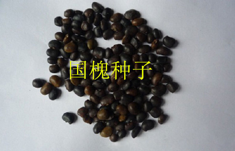 正品供应成活率高优质行道树林木种子批发绿化苗木种子国槐种子