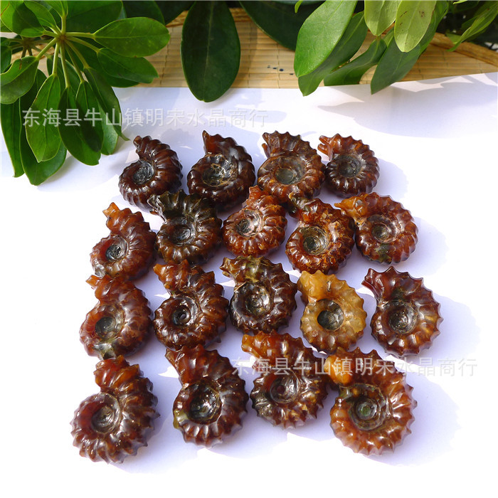 天然菊石玉化螺角螺化石吊坠批发 李居明大师推荐转运招财图片_14