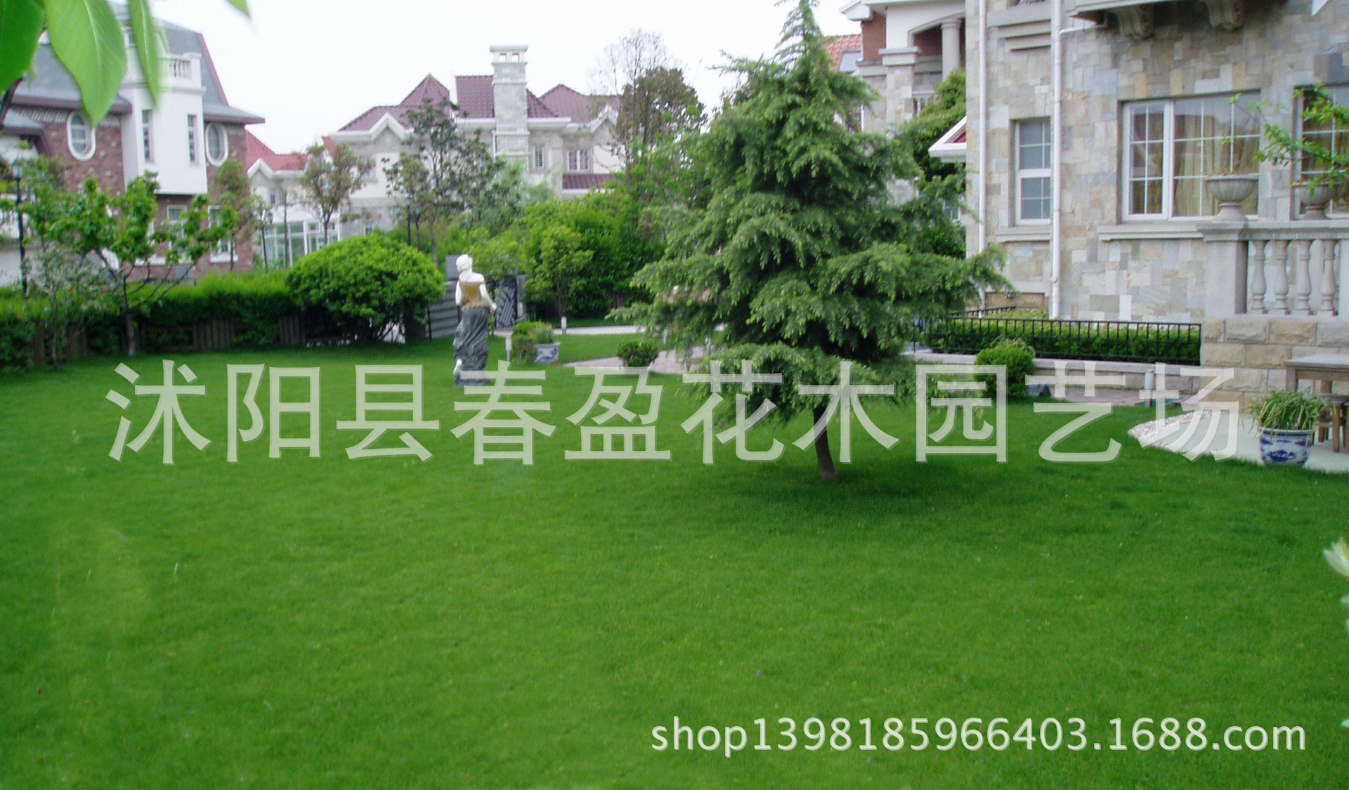 供应各种工程绿化小苗 基地直销 草坪草皮 马尼拉