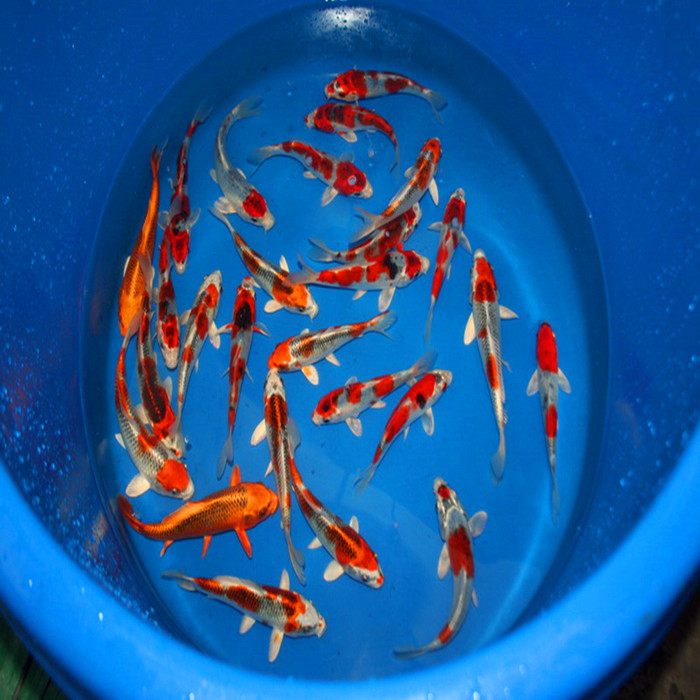锦鲤鱼苗10