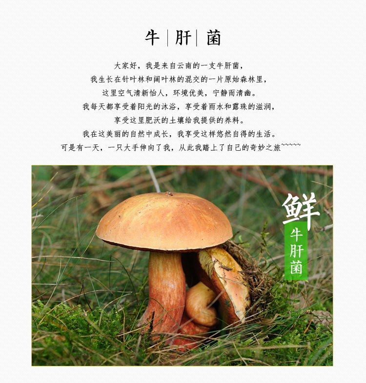 野生新鲜黄牛肝菌又名白葱云南土特产蘑菇 400 871 8879