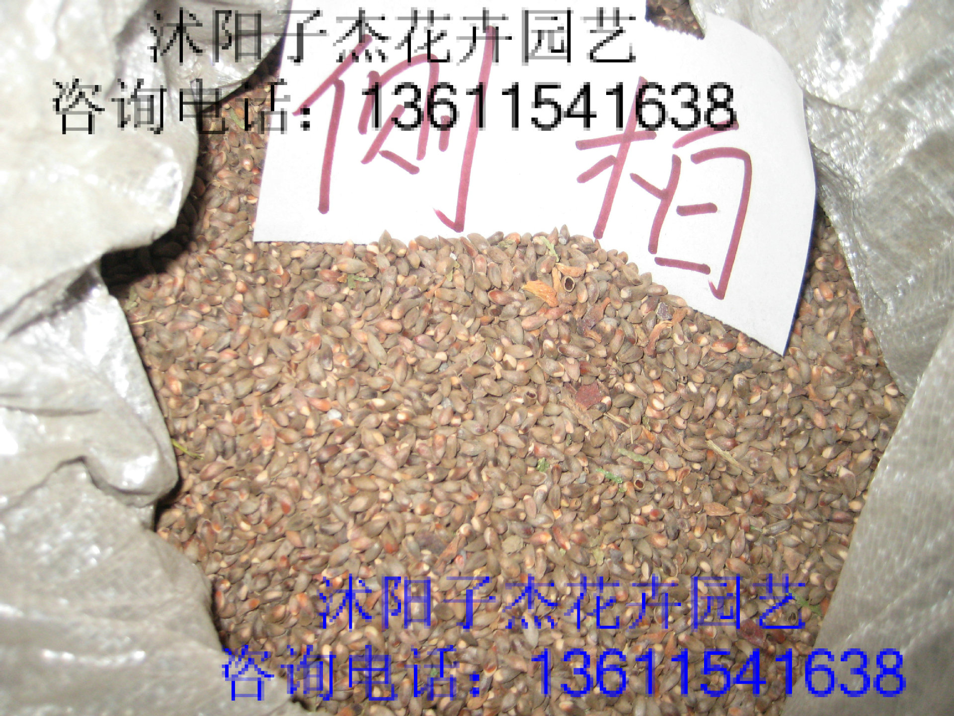 批发新采侧柏种子,柏树种子,绿化林木种子,发芽率高,量大从优